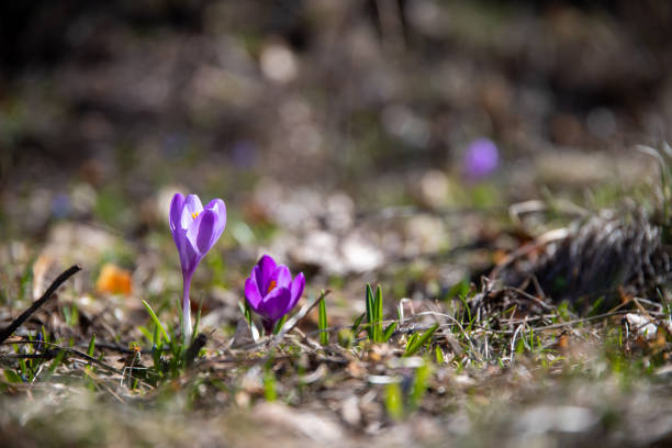 istock close upe of purple spring flowers 1483597309