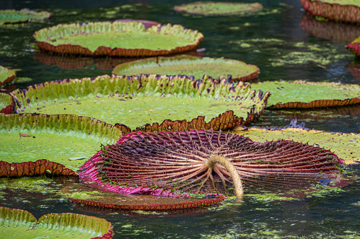 Giant water lilies, Victoria amazonica, Mauritius. The flowers are short lived and open at night. They start white to attract pollinators and then turn pink after releasing their pollen