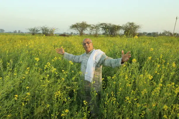 Happy old Indian farmer standing in the mustard field and enjoying the benefits from the flourished rural mustard crop