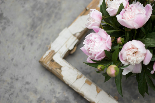 fresh peonies on a concrete background, a bouquet of peonies for a postcard, flower background for congratulations, delicate pink spring flowers, rustic style