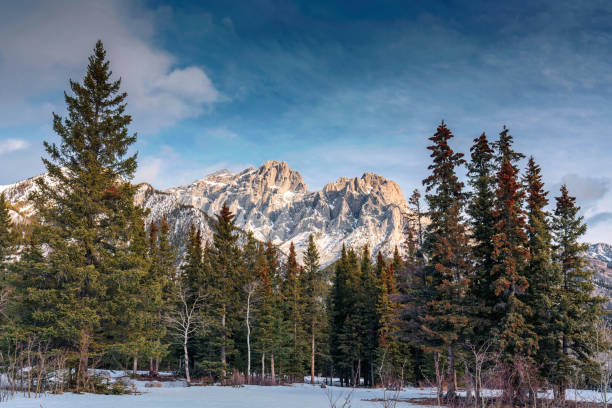 istock Rocky mountains with pine forest in winter park 1483599001