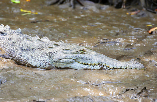 American Crocodile Resting in River Mud,  Puntarenas, Costa Rica