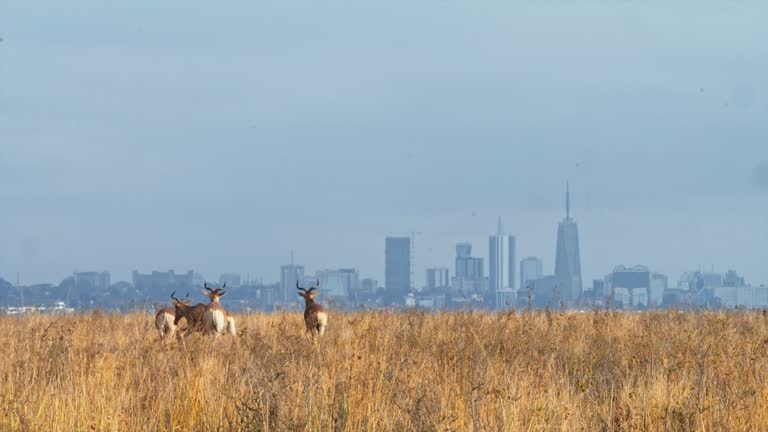 LS Small herd of hartebeests walking through their natural habitat in Nairobi National Park