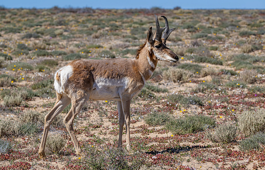 The Baja California pronghorn or peninsular pronghorn (Antilocapra americana peninsularis) is a subspecies of pronghorn, endemic to Baja California in Mexico. The wild population is estimated at 200. Baja California, Mexico. Near Guerrero Negro.