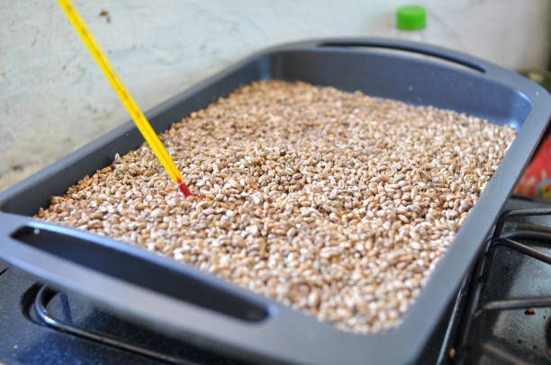 istock Drying wheat on the stove, controlling the temperature with a thermometer, to do malta 1483600072