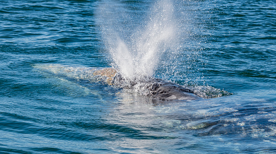 Blow of a Gray Whale, Eschrichtius robustus, showing the effect of two blow holes. Laguna Ojo de Liebre, Baja California Sur, Mexico.