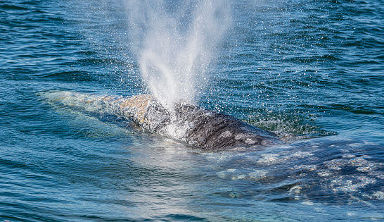 Blow of a Gray Whale, Eschrichtius robustus, showing the effect of two blow holes. Laguna Ojo de Liebre, Baja California Sur, Mexico.