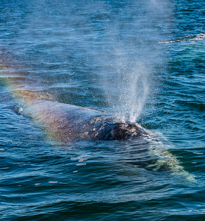 Blow Of A Gray Whale Eschrichtius Robustus Showing The Effect Of Two Blow Of A Gray Whale Eschrichtius Robustus Showing The Effect Of Two