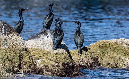Brandt's cormorant, Urile penicillatus, is a strictly marine bird of the cormorant family of seabirds that inhabits the Pacific coast of North America.  Loreto Bay National Marine Park, Baja California Sur, Mexico.