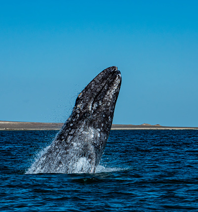 Breaching gray whale, Eschrichtius robustus,
 in Laguna Ojo de Liebre, Baja California Sur, Mexico.