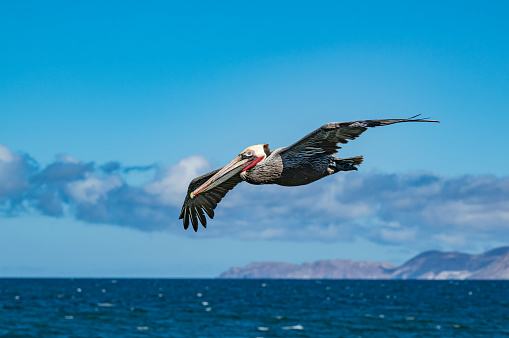 The brown pelican (Pelecanus occidentalis) is a bird of the pelican family, Pelecanidae, one of three species found in the Americas and one of two that feed by diving into water.  Loreto Bay National Marine Park, Baja California Sur, Mexico. Flying.