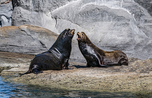 The California sea lion (Zalophus californianus) is a coastal eared seal native to western North America. Sea of Cortez, Mexico.\nCoronado Island. Male animal.