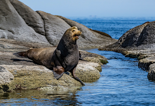 The California sea lion (Zalophus californianus) is a coastal eared seal native to western North America. Sea of Cortez, Mexico.\nCoronado Island. Male animal.