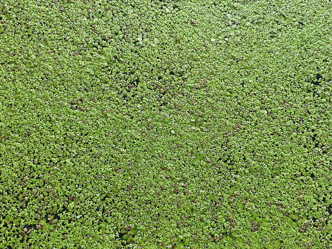 Texture from Common Duckweed on water. Natural green texture. Lemna perpusilla Torrey. Green leaf Duckweed. Natural background. Green leaves of plant. Aquatic plant on water. Natural pattern