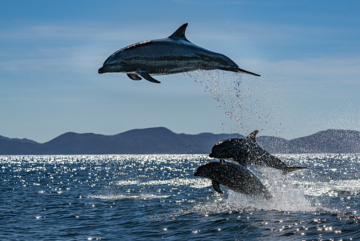 The common bottlenose dolphin, Tursiops truncatus, is a wide-ranging marine mammal of the family Delphinidae. Sea of Cortez. Loreto Bay National Marine Park, Baja California Sur, Mexico.