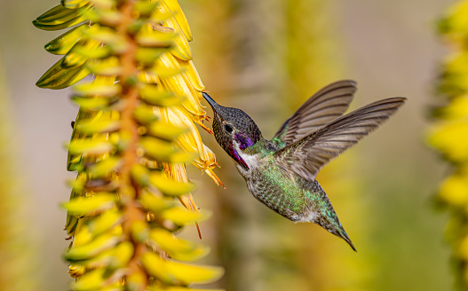 Costa's hummingbird, Calypte costae, is a bird species in the hummingbird family Trochilidae. Baja California Sur, Mexico.