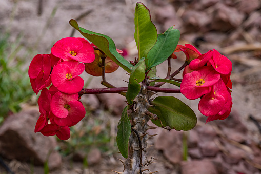 Euphorbia milii, the crown of thorns, Christ plant, or Christ thorn, is a species of flowering plant in the spurge family Euphorbiaceae, native to Madagascar.  Baja California Sur, Mexico. Euphorbiaceae.