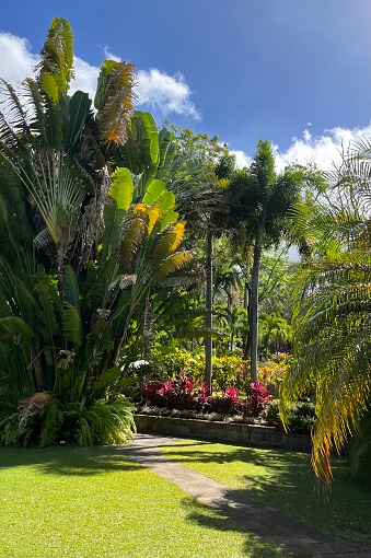 large palms, flowers and lawn in a St Kitts tropical garden