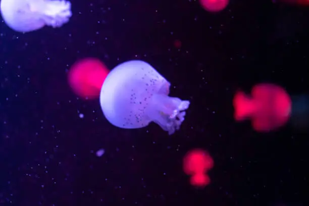 Photo of Sea and ocean jellyfish swim in the water close-up. Illumination and bioluminescence in different colors in the dark. Exotic and rare jellyfish in the aquarium.