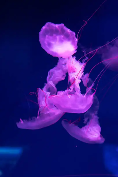 Photo of Sea and ocean jellyfish swim in the water close-up. Illumination and bioluminescence in different colors in the dark. Exotic and rare jellyfish in the aquarium.