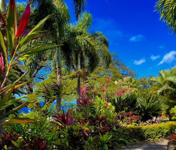 Lush Tropical Caribbean Garden