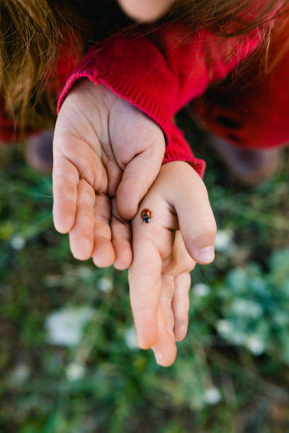 istock Child holding and exploring ladybug insect in nature 1483602694