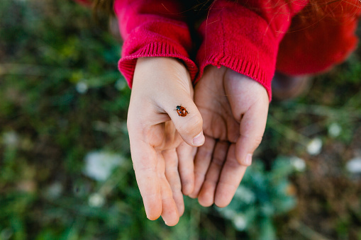 Above shot of Child’s hands holding and exploring ladybug insect in nature