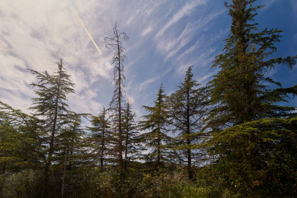 Cedrus tree with few leaves under a radiant blue sky.