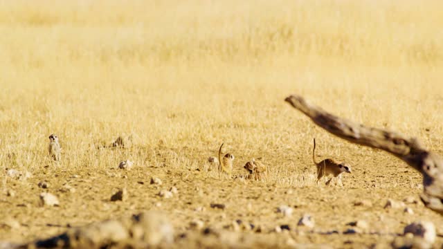 Meerkat or suricate (Suricata suricatta) at Mountain Zebra National Park, Eastern Cape, South Africa.
