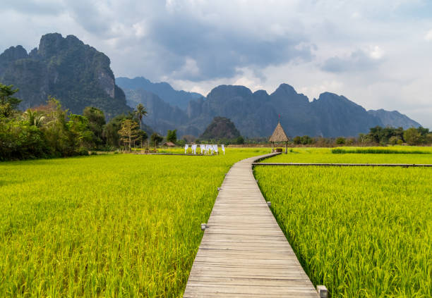 istock wooden path with green rice field 1483606151