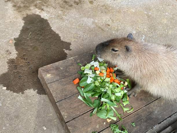 istock Hungry capybara at zoo. 1483606362
