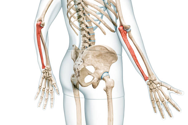 ulna-unterarmknochen in roter farbe mit körper-3d-rendering-illustration isoliert auf weiß mit kopierraum. anatomie des menschlichen skeletts und des arms, medizinisches diagramm, osteologie, konzepte des skelettsystems. - isolated on white three dimensional accuracy arm stock-fotos und bilder