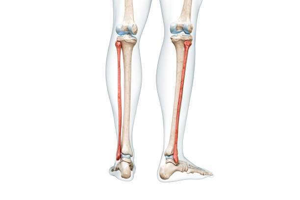 Fibula bones rear view in red color with body 3D rendering illustration isolated on white with copy space. Human skeleton and leg anatomy, medical diagram, osteology, skeletal system concepts. vista trasera de los huesos del peroné en color rojo con ilustración de representación 3d del cuerpo aislada en blanco con espacio de copia. anatomía del esqueleto humano y la pierna, diagrama médico, osteología, conceptos del sistema esquelético.