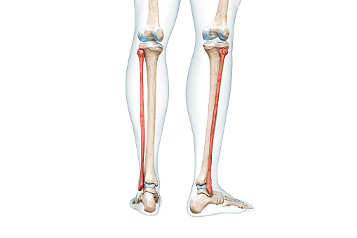 Fibula bones rear view in red color with body 3D rendering illustration isolated on white with copy space. Human skeleton and leg anatomy, medical diagram, osteology, skeletal system concepts.