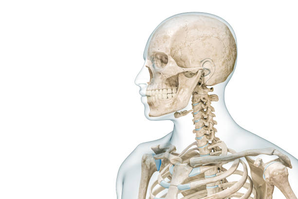 szkielet górnej części ciała z widokiem profilu głowy i czaszki ilustracja renderowania 3d izolowana na białym kolorze z przestrzenią kopiowania. anatomia człowieka, schemat medyczny, osteologia, układ kostny, nauka, koncepcje biologiczne. - body human spine human head human neck zdjęcia i obrazy z banku zdjęć