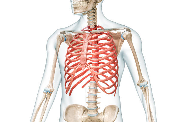 Rib cage bones in red color with body 3D rendering illustration isolated on white with copy space. Human skeleton anatomy, medical diagram, osteology, skeletal system, science, biology concepts.