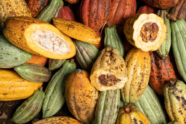 istock Raw ripe cacao harvest 1483607315