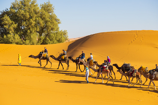 Merzouga, Morocco - October 28, 2022. Tuareg leading camel train on sand dunes in the desert, Merzouga, Erg Chebbi sand dunes region, Sahara, Morocco.