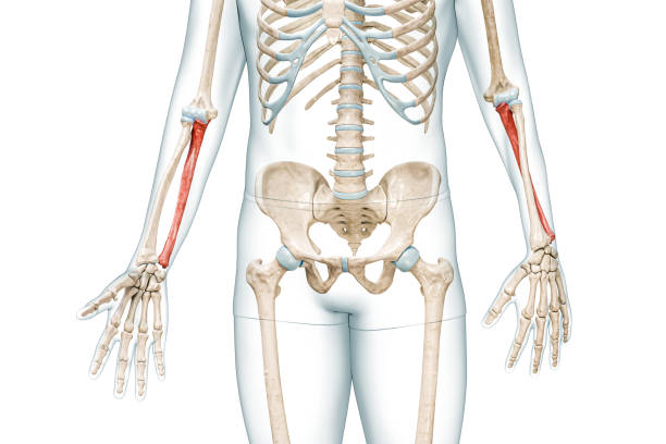 osso dell'avambraccio ulna di colore rosso con illustrazione di rendering 3d del corpo isolato su bianco con spazio di copia. anatomia dello scheletro umano e del braccio, diagramma medico, osteologia, concetti del sistema scheletrico. - isolated on white three dimensional accuracy arm foto e immagini stock