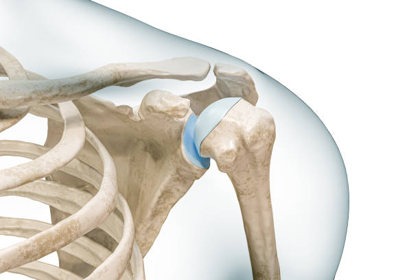 Shoulder or glenohumeral joint close-up 3D rendering illustration isolated on white with copy space. Human skeleton anatomy, medical diagram, osteology, skeletal system, science, biology concepts.