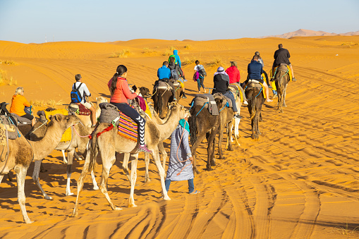 Merzouga, Morocco - October 28, 2022. Tuareg leading camel train on sand dunes in the desert, Merzouga, Erg Chebbi sand dunes region, Sahara, Morocco.