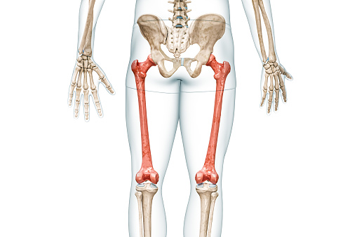 Femur bones rear view in red color with body 3D rendering illustration isolated on white with copy space. Human skeleton and leg anatomy, medical diagram, osteology, skeletal system concepts.