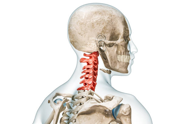 Cervical vertebrae in red with body 3D rendering illustration isolated on white with copy space. Human skeleton and spine anatomy, medical diagram, osteology, skeletal system, science, biology concept