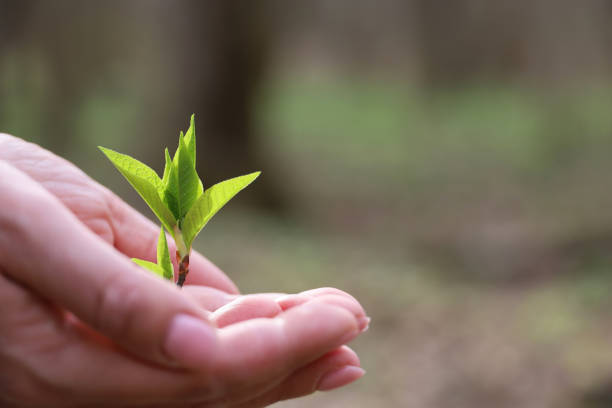 istock Female hands with green sprouts in spring forest 1483608183
