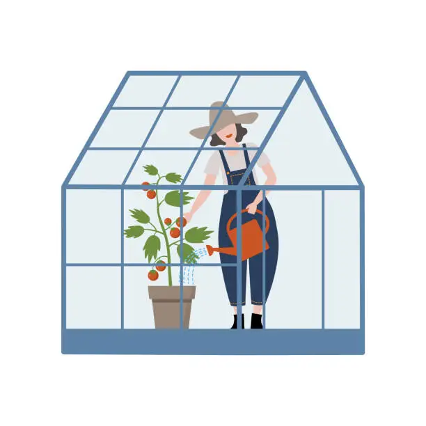 Vector illustration of Female gardener watering tomato plant inside greenhouse.