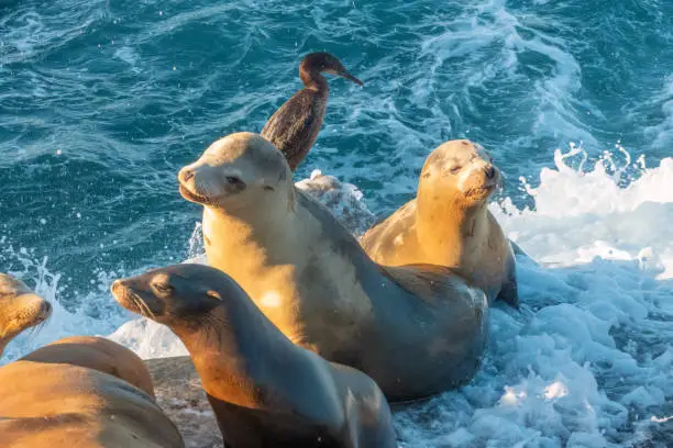 Photo of Large sea lion colonies on the shores of la Jolla Cove, San Diego, California, USA La Jolla Cove, San Diego, California, USA