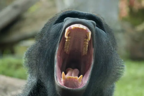 Photo of Portrait of a western lowland gorilla (Gorilla gorilla gorilla), one of two Critically Endangered subspecies of the western gorilla