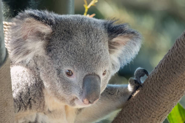 istock Koala Closeup Portrait series 1483609589