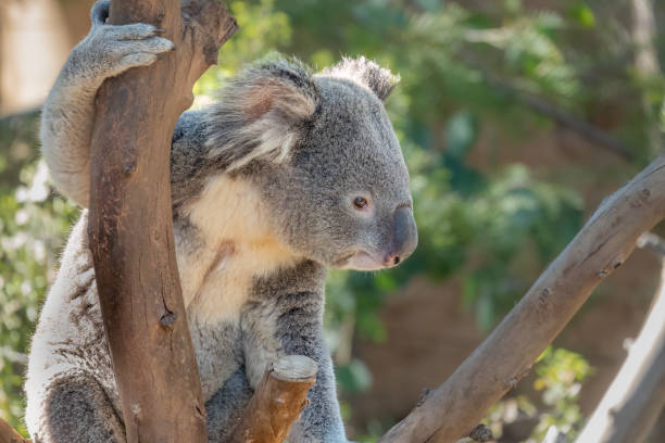istock Koala Closeup Portrait series 1483609591