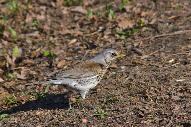 istock thrush on the lawn of an old park 1483610372
